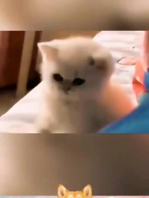 A post by @haisenpet1688 on TikTok caption: #cat #catsoftiktok #cats #catlover#pet #pets #PetsOfTikTok #petlover #peterparker #foryou #foryoupage #fyp