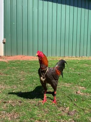 A post by @ajgallos on TikTok caption: #ajgallos #fyp #rooster #parati #foryou #gallos #viral #ranchlife #vidaderancho 