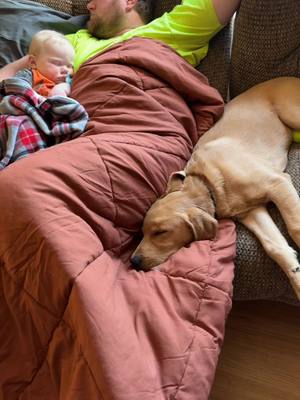 A post by @coombscp on TikTok caption: #BestFriends #baby #goldenretriever #dog #labradorretriever #sleeping #spirit #thisiswhereibelong #perfect