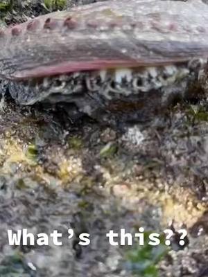 A post by @mady.haa on TikTok caption: #SmellLikeIrishSpring #UnsealTheMeal #omg #wow #amazing #explore #nature #unbelieveable #wonderworld #dope #unreal #guess #what #creature #lowtide #sea #seafood #wth #OhNo #whatarethose #whatif #viral #whynot 