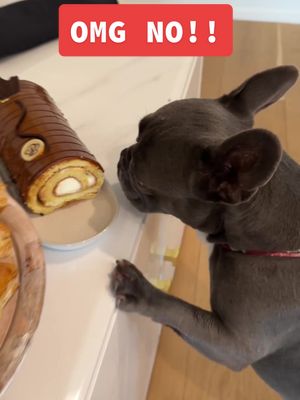 A post by @kingali on TikTok caption: My Everyday Struggles 😂 #fyp #dog #funny 