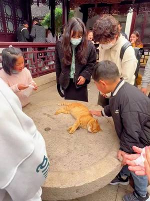 A post by @watts.on.on on TikTok caption: The cat in temple is sure to have concentration #cat #catsoftiktok #kitten #funny #foryou #pet #meme #catlover #cute #fyp #kittensoftiktok