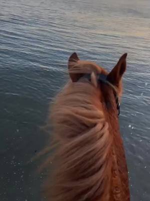 A post by @clo_eventing on TikTok caption: Ça m’avait manqué ça ! #fyp #foryou #pourtoi #galop #plage #valrasplage 