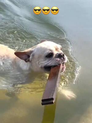 A post by @berthappy56 on TikTok caption: Swimming dog 🐶, do you like it?🥰#dog #swimming #petsupplies #foryou #fyp …see more 