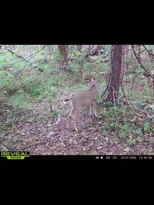 A post by @coachbrandenburg on TikTok caption: I love it when the leaves turn colors #bowhunting #Outdoors #nature #nothingwasharmed #thickerthanasnicker