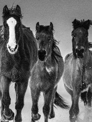 A post by @davidyarrow on TikTok caption: THE ROLLING STONES | Nevada, 2023 Not an easy capture and a test of quick thinking in the field. I can almost hear the pounding of the hoofs when I look at it. #DavidYarrow #DavidYarrowPhotography #FYP #horsesoftiktok #photography