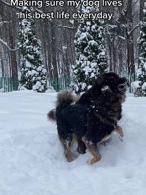 A post by @raymondthenewfie on TikTok caption: #dog #dogsoftiktok #fyp #happy #winter #pet #cutedog 