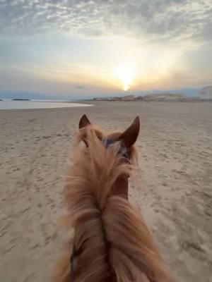 A post by @clo_eventing on TikTok caption: Des moments si simples mais indétrônable #fyp #foryou #pourtoi #mer #plage #galop #valrasplage 