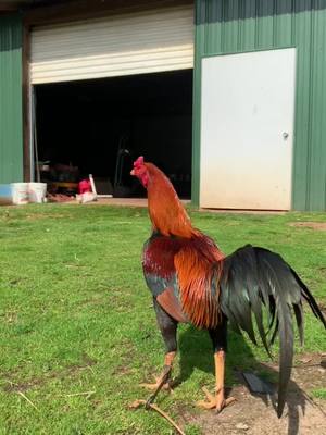 A post by @ajgallos on TikTok caption: #ajgallos #fyp #rooster #parati #foryou 