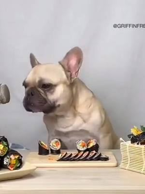 A post by @sushigeeks on TikTok caption: Dog goals. #sushigeeks #sushi #dogs 