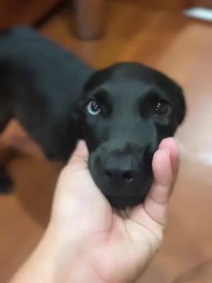 A post by @animalrescueyachtclub on TikTok caption: Beautiful boy we love you! #adoptdontshop #rescue #puppy #rescuepuppy #dogrescue #puppyrescue 