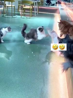 A post by @fay_158 on TikTok caption: #cat #pet #petsfunny #catsoftiktok 