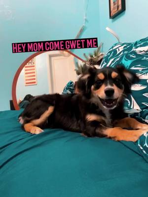 A post by @mia.melts on TikTok caption: She's a bit needy  #dogs #dogtok #dog #dogsoftiktok #aussie #aussies #aussiesoftiktok #miniaussie #funnydog #aussiegirl #aussieaussieaussie