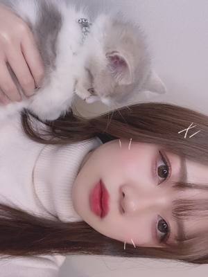 A post by @lilbe62 on TikTok caption: 2月22日 2年前のちっさぽてて #猫の日 #いまはでぶ