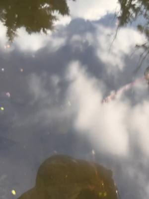 A post by @bribrisupafly on TikTok caption: More fall clean up #pondskimming #ponds #pnw #pnwlife #olympicpeninsula #satisfying #satisfying #pondmaintenance #pondvacuum #waterfeatures #fyp #leaves #ASMR #pondlife #algae #relaxing #asmr #winter #sediment #dirt#water