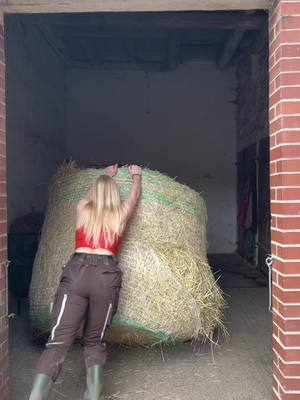 A post by @larissaheger on TikTok caption: Stallwetter ☀️🌾 #engelbertstrauss #engelbertstrausshose #horse #farmgirl #farm #landwirtschaft #heumachen #equestrian #fendt #equestrianlife #landwirtin #fendtfahrerarmy #landliebe #dorfkind #dorfliebe #viral #fyp #fy #vario #frauenpower 