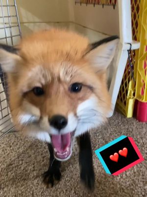 A post by @eeveethefox on TikTok caption: As happy as ever ❤️ #fyp #fy #foryou #foryoupage #fox #animals #pets #pet 