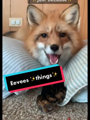 A post by @eeveethefox on TikTok caption: Fox do what fox shall do 🤷🏽‍♀️ #fyp #fy #foryou #foryoupage #pets #PetsOfTikTok #animals #fox #cute #pet #animal 