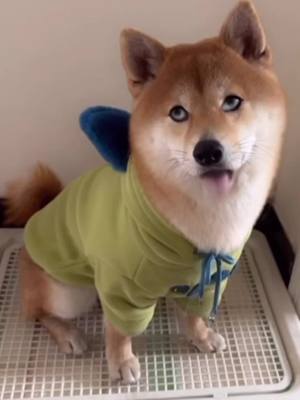 A post by @cutepetgrocery on TikTok caption: Is your dog also like that? #pet #dog #dogclothes  #dogproducts 