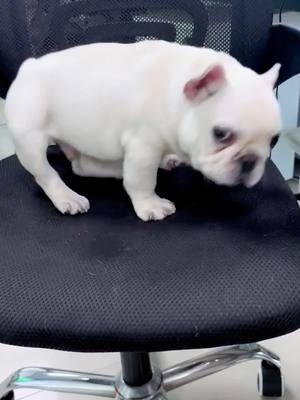 A post by @likeacutepet on TikTok caption: cute dog😂😂😂 #cute #pet #dog #dogsofttiktok 