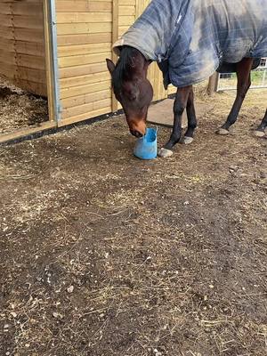 A post by @officalamieyoung19 on TikTok caption: Farrier day #horsesoftiktok #fyp #viral #farrier #thoroughbred #horse