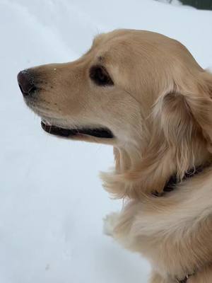 A post by @goldpupteddy on TikTok caption: When it’s still cold but at least you get to go for your walkie #therapydupe #goldenretriever #minnesota #snow 