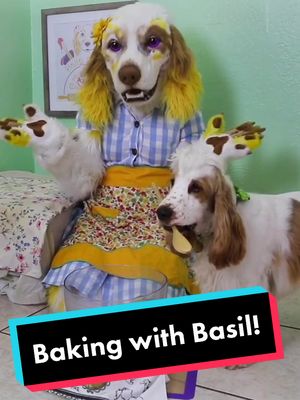 A post by @bakemeupbuttercup on TikTok caption: Come bake with Buttercup and Basil! 🍰 Be sure to check out the full first episode of The Spectacular Spaniel Show for even more spanielly fun! 💖🐶💖🐶💖🐶 #englishcockerspaniel #cockerspaniel #spanielsoftiktok #furrytiktok #furryfandom #spectacularspanielshow #bakemeupbuttercup 