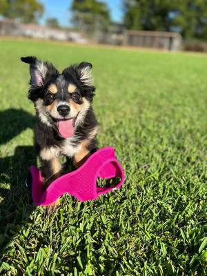 A post by @mia.melts on TikTok caption: Too far 😊 #CapCut #dogsoftiktok #miniaussie #miamelts 