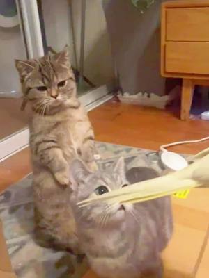 A post by @watts.on.on on TikTok caption: It’s cat, not ur toy #cat #catsoftiktok #kitten #funny #foryou #pet #meme #catlover #cute #fyp #kittensoftiktok 