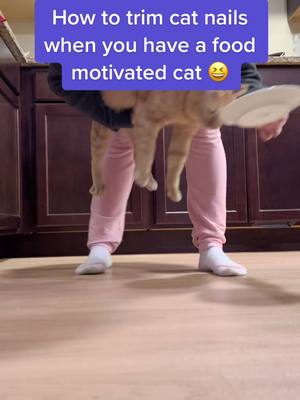 A post by @mrwillisthecat on TikTok caption: It’s the only way he lets me do it 😸 #catsoftiktok #pawdicure 