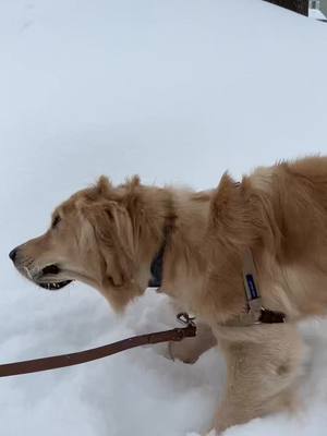 A post by @goldpupteddy on TikTok caption: It snowed big time so we had to take a walk with my new @fi.dogs collar! #goldenretriever #snowstorm #minnesota 