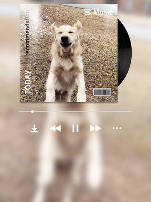 A post by @_herecomestheboone on TikTok caption: Proof that everything can be an album cover!!! #albumcover #CapaDeAlbum  #atlanta #goldenretriever #dog #fyp 