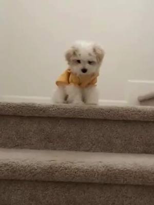 A post by @cutepetgrocery on TikTok caption: cutie#cutie #cutepuppy #puppylove #puppytiktok #puppy #PetsOfTikTok #petlover #puppyclothes #puppycute999 #petlife #puppylove #dogsoftiktok 