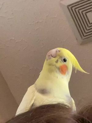 A post by @wtf.am.i.doing.on.tictoc on TikTok caption: If you have a bird you know what I’m talking about #fyp #bird #birdsoftiktok #cockatiel