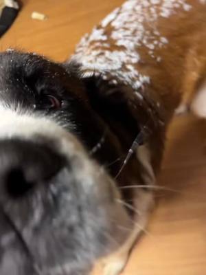 A post by @coombscp on TikTok caption: #dog #saintbernard #frozen #doyouwannabuildasnowman #snow