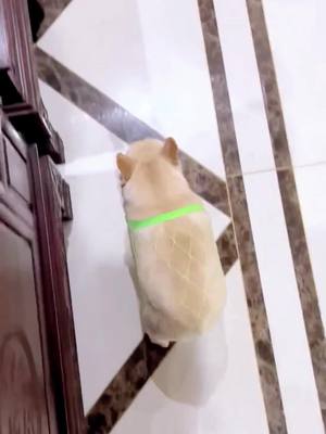 A post by @likeacutepet on TikTok caption: cute dog😍😍😍 #cute #pet #dog #dogsofttiktok 