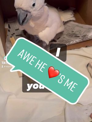 A post by @squeakybird96 on TikTok caption: Luv you ❤️ #parrots #birdtok #birbtok #talkingcockatoo #parrottalk #parrottalking #luvu #petlove #birdies #birbs #birds #birbsoftiktok #cockatoolife #cockatoosoftik #birdsoftiktok #birbmomlife #birbmom #rescuebird #rescuepets #foru #forupage #rescue #4yp #fyp 