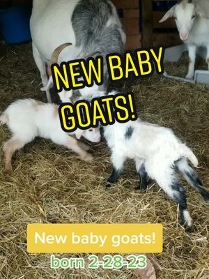 A post by @pinkfloyd878 on TikTok caption: mama goat had her babies. #goats #farmlife #fyp