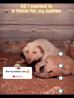 A post by @egjbw34672 on TikTok caption: #question from @egjbw34672 would you love my babies 🥰🥰🥰🌹🌹🌹#puppy #babiesoftiktok #fyp 