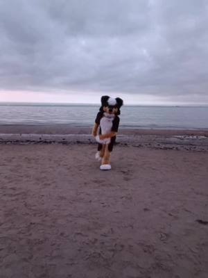 A post by @tapperdog on TikTok caption: Sniff sniff at the beach #gdakon 