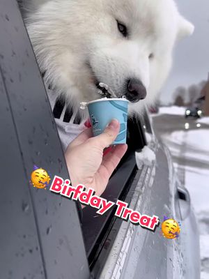 A post by @the3floofeteers on TikTok caption: Birfday pup cup— I’m 2 years old as of yesterday! I recommend getting yourself a hooman who celebrates your birfday 🥳🥰 🐾 🐾 🐾 #floof #fluffy #samoyed #doggo #snowdog #samoyedsoftiktok #fyp #birthday #birthdayboy 