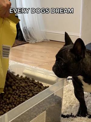 A post by @frenchbulldogmoshi on TikTok caption: Fulfilling Moshi’s dream 😊 #frenchbulldog #doggo #tiktokdogs 