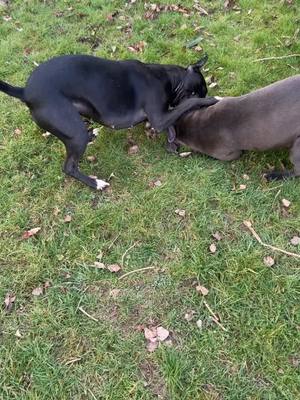 A post by @laauraa_dz78 on TikTok caption: Chanel et sa copine jéna ❤️ #americanstaffordshireterrier #amstaff #pitbull #pourtoi #foryou #chien #bonheur #jardin 