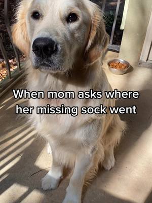 A post by @_herecomestheboone on TikTok caption: Silly mom. #goldenretriever #petlife #atlanta #sock #puppy #goldenpuppy #fyp 