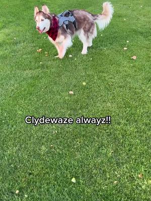 A post by @clydeswobblyworld on TikTok caption: Clydewaze 🐾❤️😎 #huskysoftiktok #huskiesoftiktok #huskylife #specialneedsdogs ##cerebellarhypoplasia #huskies #husky #dogswithdisabilities 