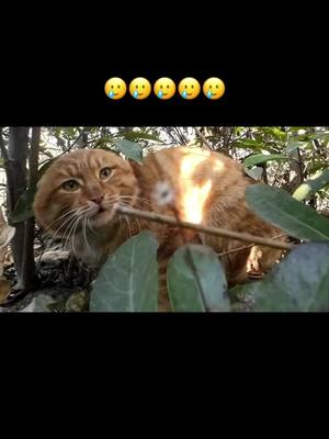 A post by @tiktokjon1 on TikTok caption: #pets #cat 