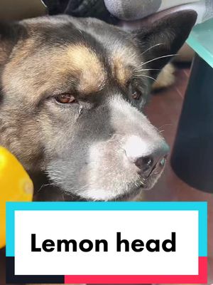 A post by @kuma_yumi_bears on TikTok caption: Replying to @Amberella0910 i swear i heard him talk back 🫣#akita #americanakita #names #pet #dogs #dog #dogmom #lemon #IQ #EQ #intelligence #english #words #name #bear