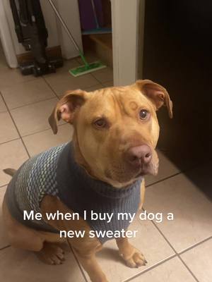 A post by @luciaodeh16 on TikTok caption: Finley loves his new sweater! #fyp #foryou #foryoupage #dogsofttiktok #pitbullsoftiktok #dogtok #dogvideos #dogs #bonita #pitbull 