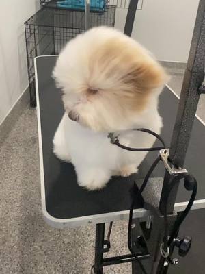 A post by @passionatepawsandclaws on TikTok caption: #loveatfirstsight #dryinghair #puppy #havanese #doggrooming #slowmotion 