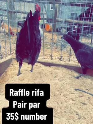 A post by @tonysgamefarm1 on TikTok caption: #mugs #gamefowl #gamefowlbreeders #houston #texas 